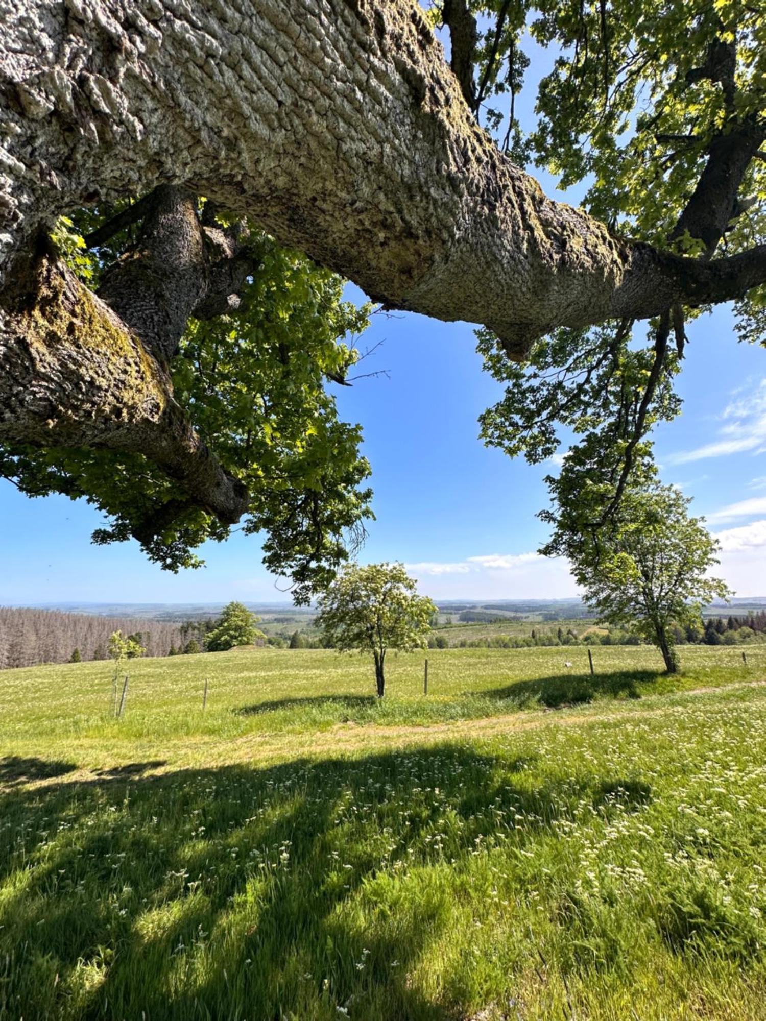 Ferienwohnungen Hexenstieg & Wurmbergblick Schierke Exteriör bild